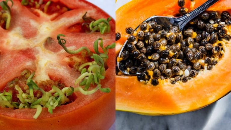“토마토는 당장 냉장고에서 꺼내세요!” 냉장고에 보관하면 ‘독이 되는’ 충격적인 과일 5