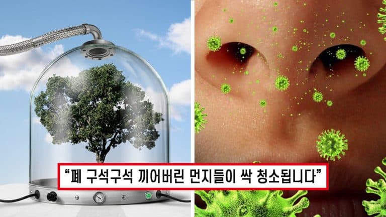 “세상 제일 비싼 공기청정기 수준..”자주 먹기만 해도 ‘폐 필터 기능’ 향상돼 염증 세포 억제됩니다.